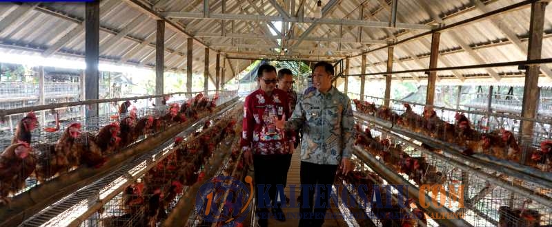 Pj Bupati Tinjau Peternakan Ayam Petelur Perusda Batara Membangun