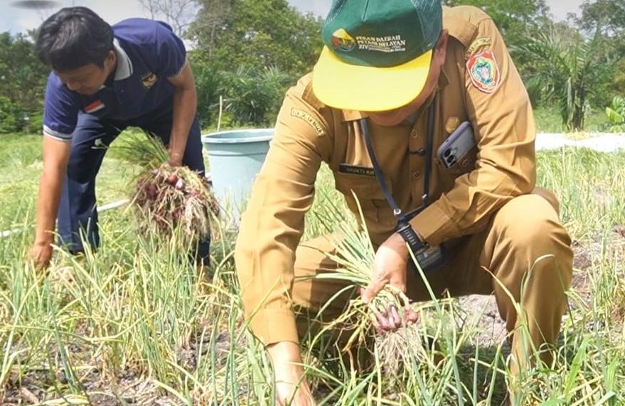 Dinas TPHP Kalteng Ungkap Hasil Panen Bawang Merah di Tangkiling 3 Ton