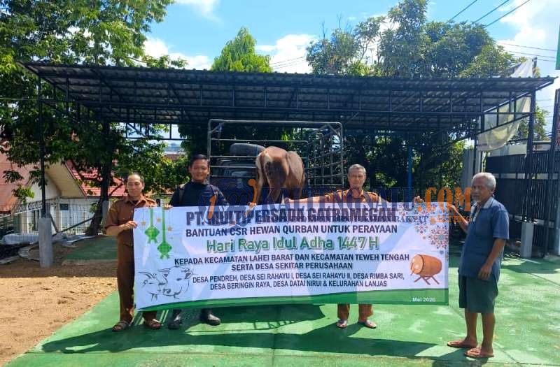 Rayakan Idul Adha 1447 H, PT MPG Salurkan 13 Hewan Kurban untuk Karyawan dan Masyarakat