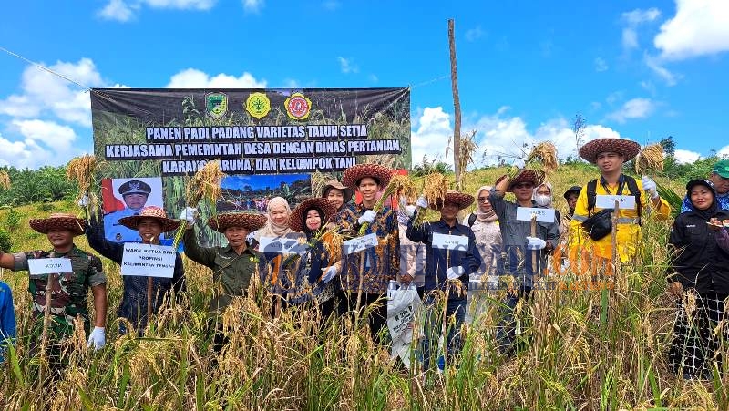 Dinas Pertanian Panen Bersama Karang Taruna dan Warga Desa Liang Naga