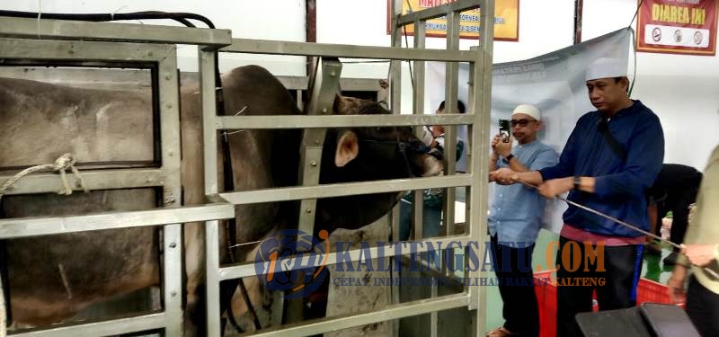 RPH Muara Teweh Gratiskan Penyembelihan Hewan Kurban untuk Masjid dan Instansi