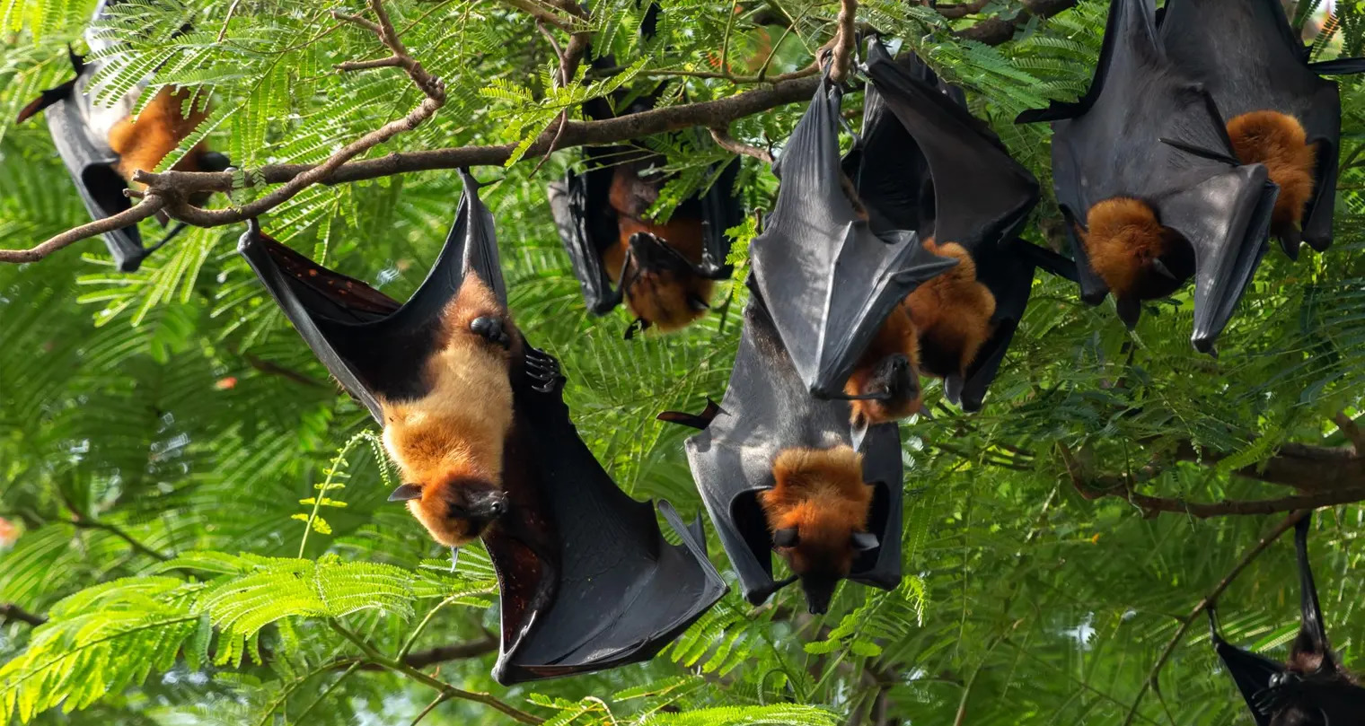 Menghadapi Nipah, Fasyankes Kalteng Ikuti Panduan Kemenkes Tahun 2021