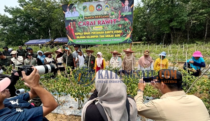 Panen 1,19 Ton Cabai di Batu Raya I, Kadis Pertanian Barito Utara Dorong Penguatan Ketahanan Pangan