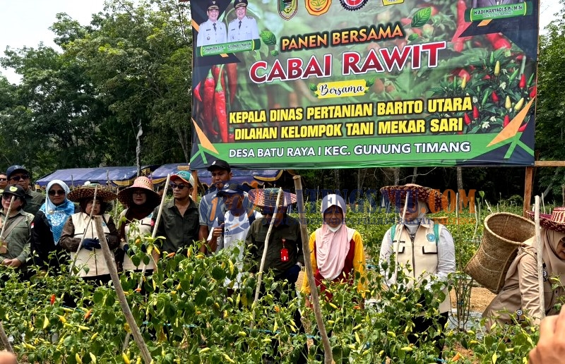 Hj Maya Savitri Shalahuddin Dukung Penguatan Ekonomi Keluarga melalui Pertanian Cabai di Barut